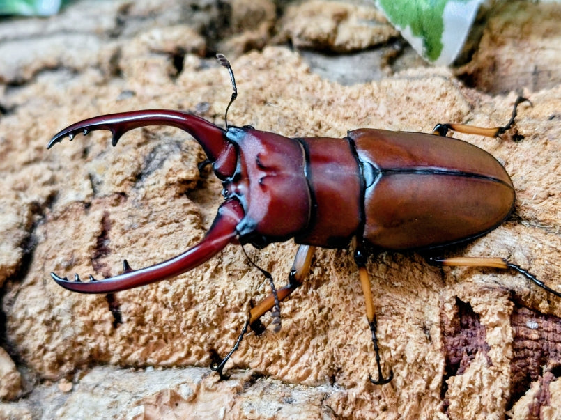 国産外国産カブトムシ・クワガタムシ等昆虫専門店カラーズ