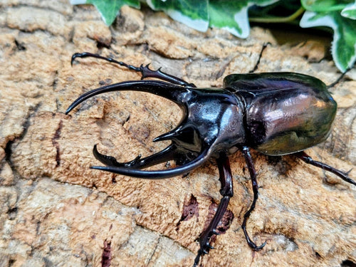 2026.2.24.新入荷!!