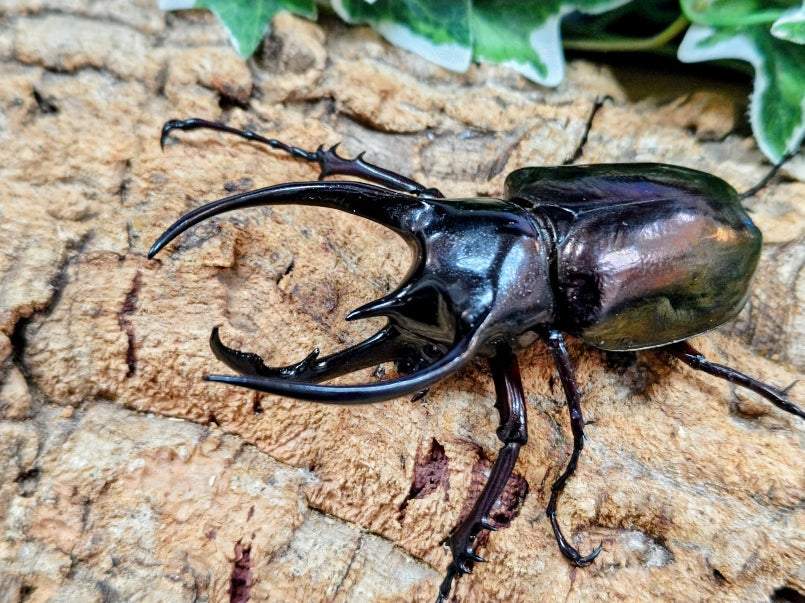 新入荷昆虫情報 – クワガタムシ・カブトムシ昆虫専門店COLORS