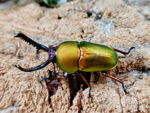 2026.2.26.新入荷!!