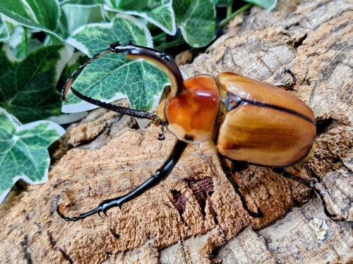 2026.3.1.新入荷!!