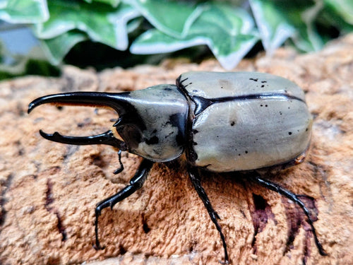 2026.3.12.新入荷!!