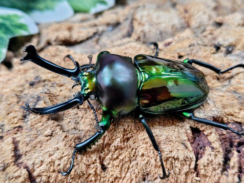 2026.3.13.新入荷!!