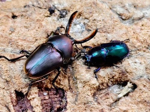 2026.3.17.新入荷!!