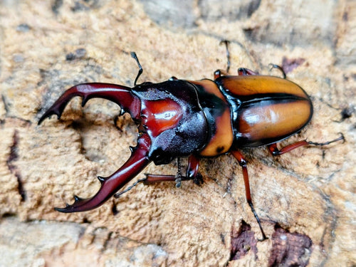 2026.3.19.新入荷!!