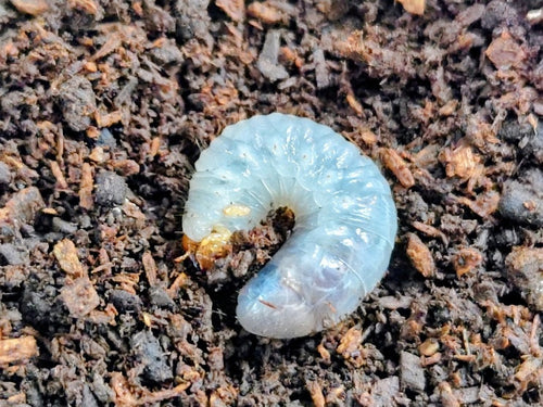 2026.3.20.新入荷!!