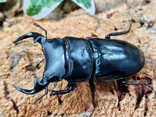 2026.3.21.新入荷!!