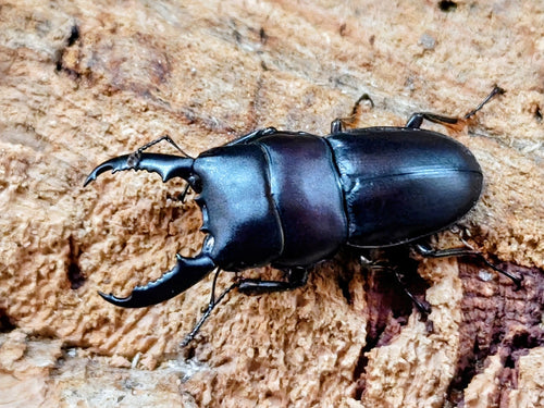 2026.3.29.新入荷!!