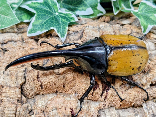 2026.3.31.新入荷!!