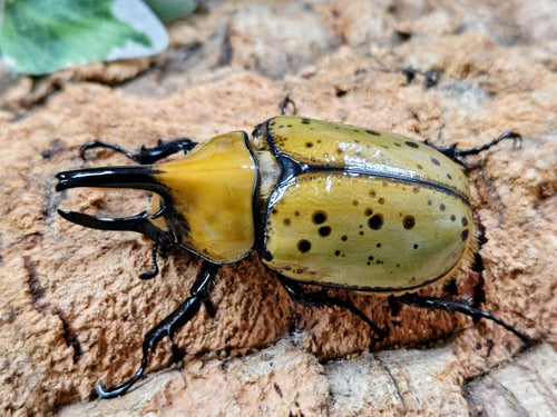 2026.4.2.新入荷!!