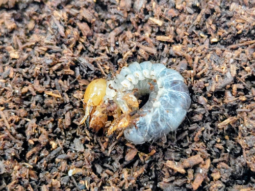 2026.4.6.新入荷!!