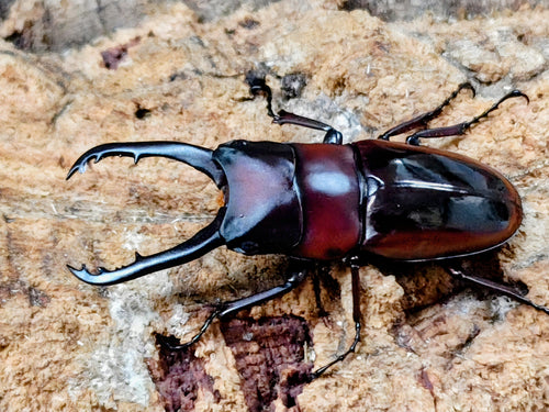 2026.4.10.新入荷!!