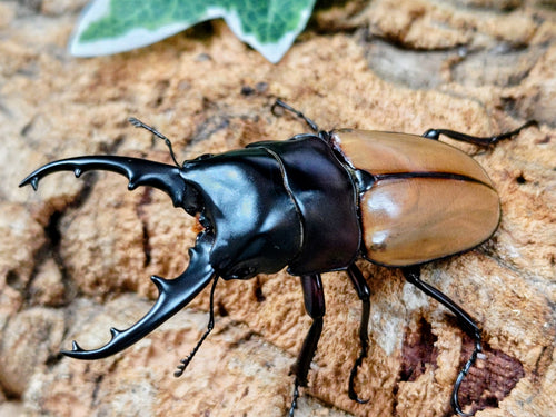 2026.4.19.新入荷!!