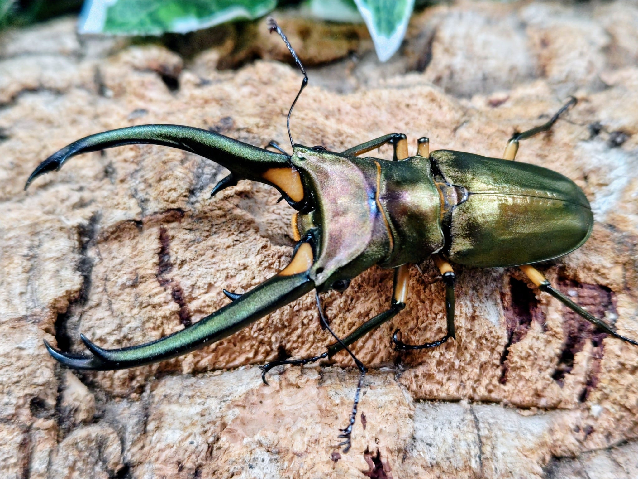 新入荷昆虫情報 – クワガタムシ・カブトムシ昆虫専門店COLORS
