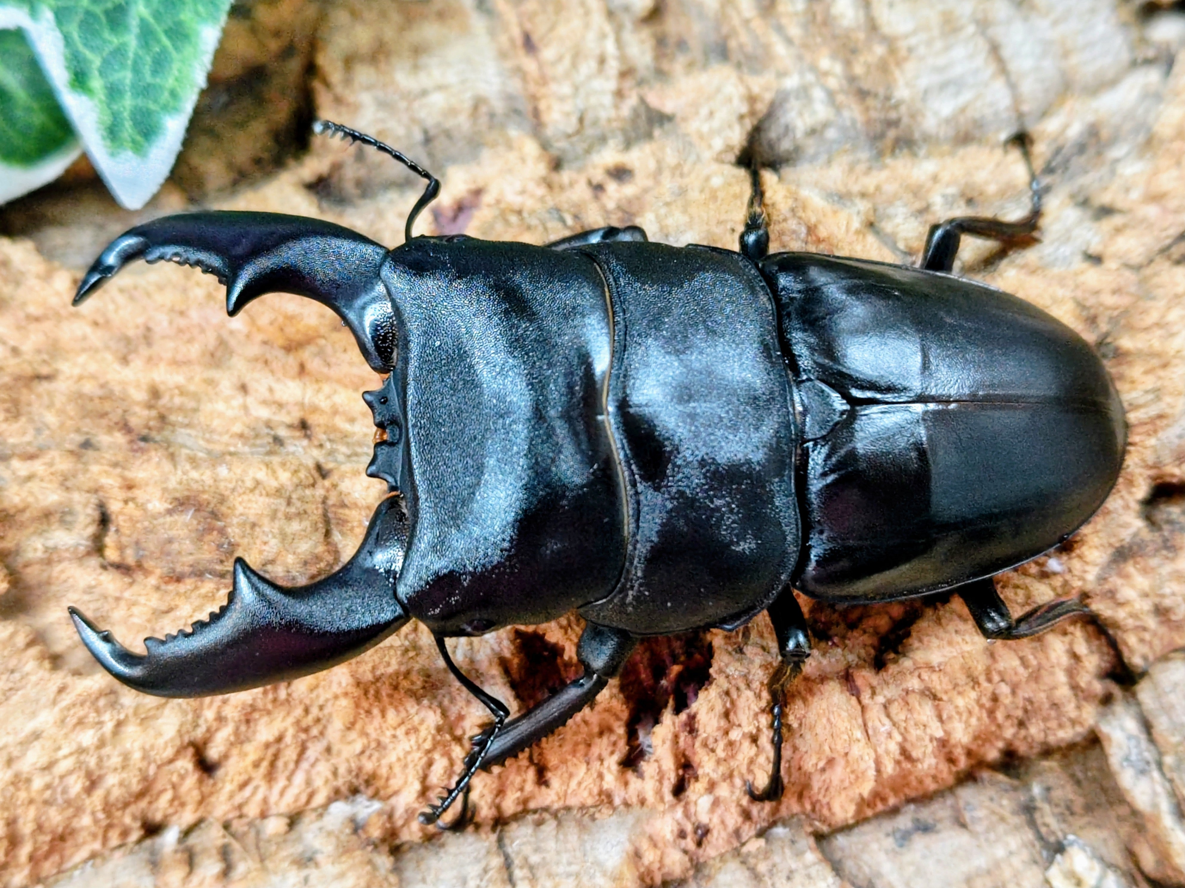 国産外国産カブトムシ・クワガタムシ等昆虫専門店カラーズ