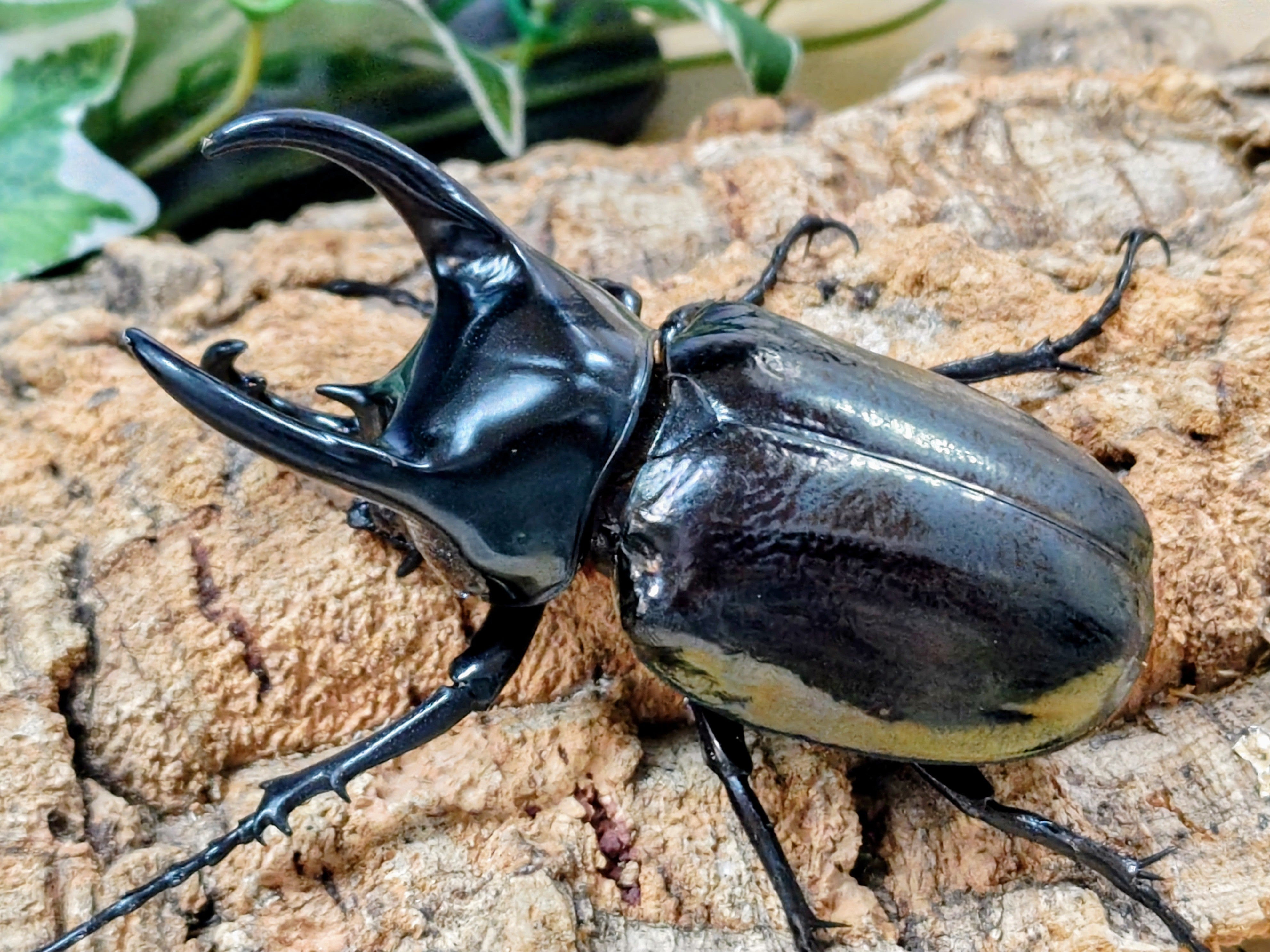 国産外国産カブトムシ・クワガタムシ等昆虫専門店カラーズ