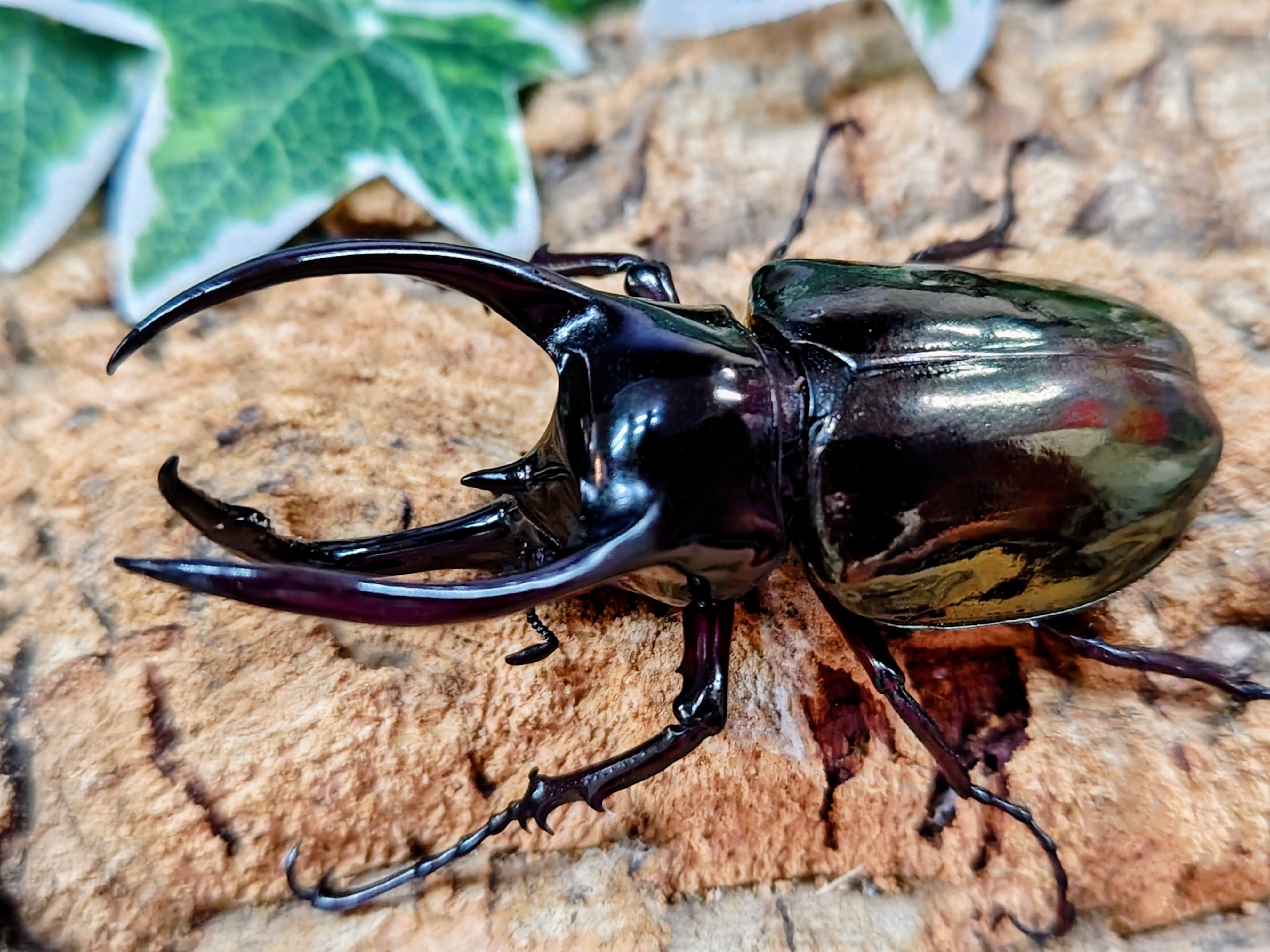 国産外国産カブトムシ・クワガタムシ等昆虫専門店カラーズ 国産外国産カブトムシ・クワガタムシ等昆虫専門店カラーズ