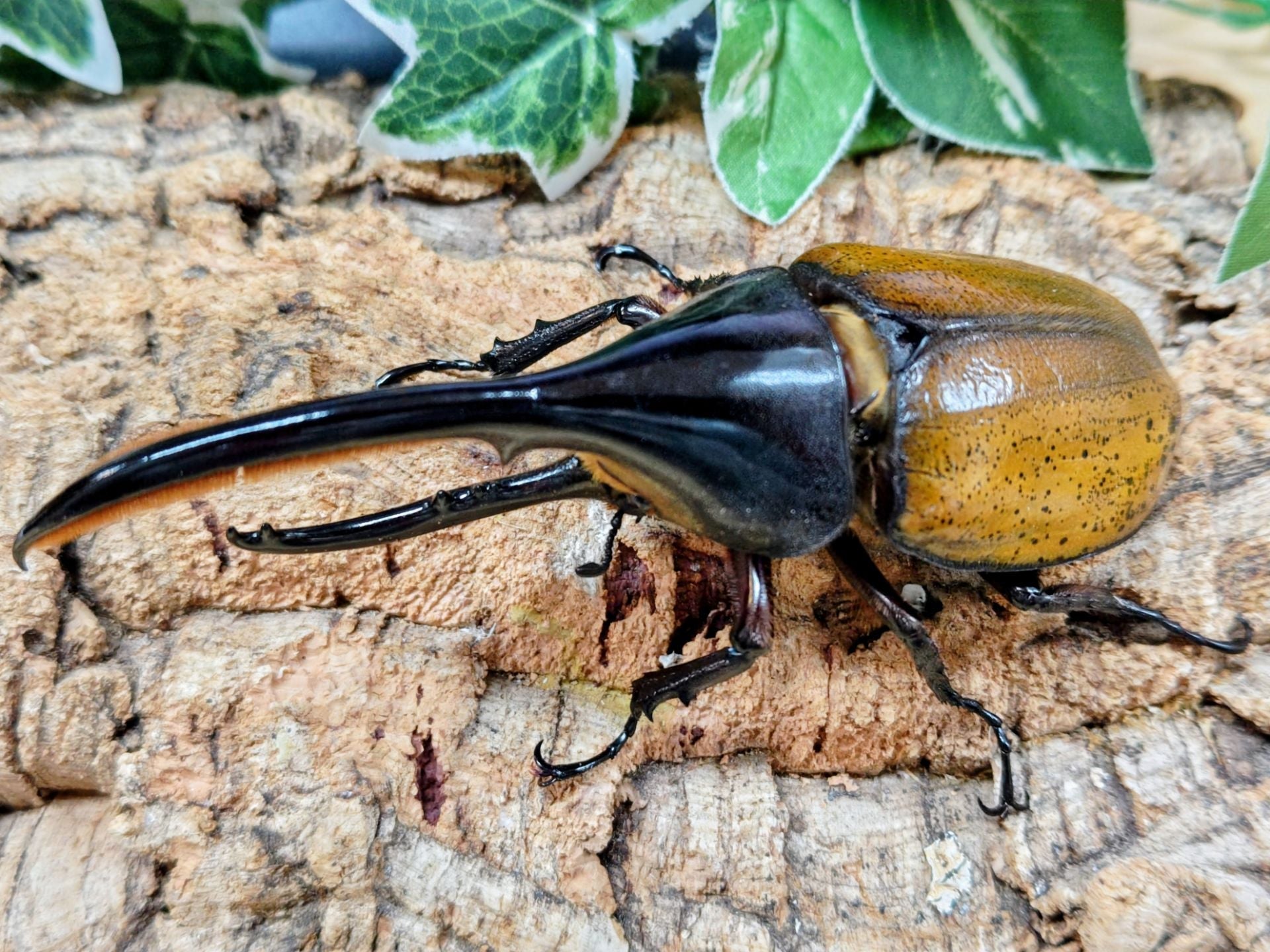 新入荷昆虫情報 – クワガタムシ・カブトムシ昆虫専門店COLORS