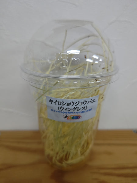 新商品のご紹介!!