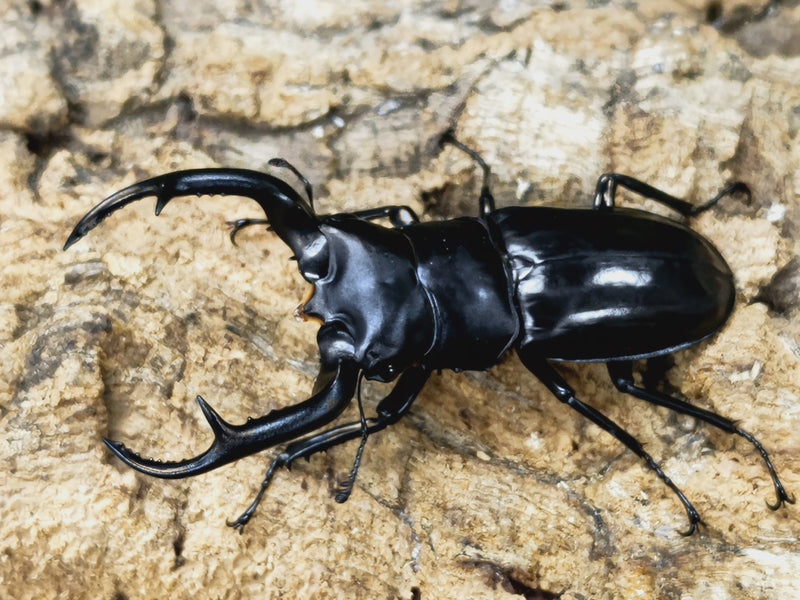 2023.8.11.新入荷!!