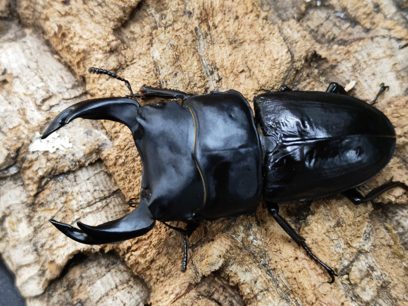 2022.12.13.新入荷!!