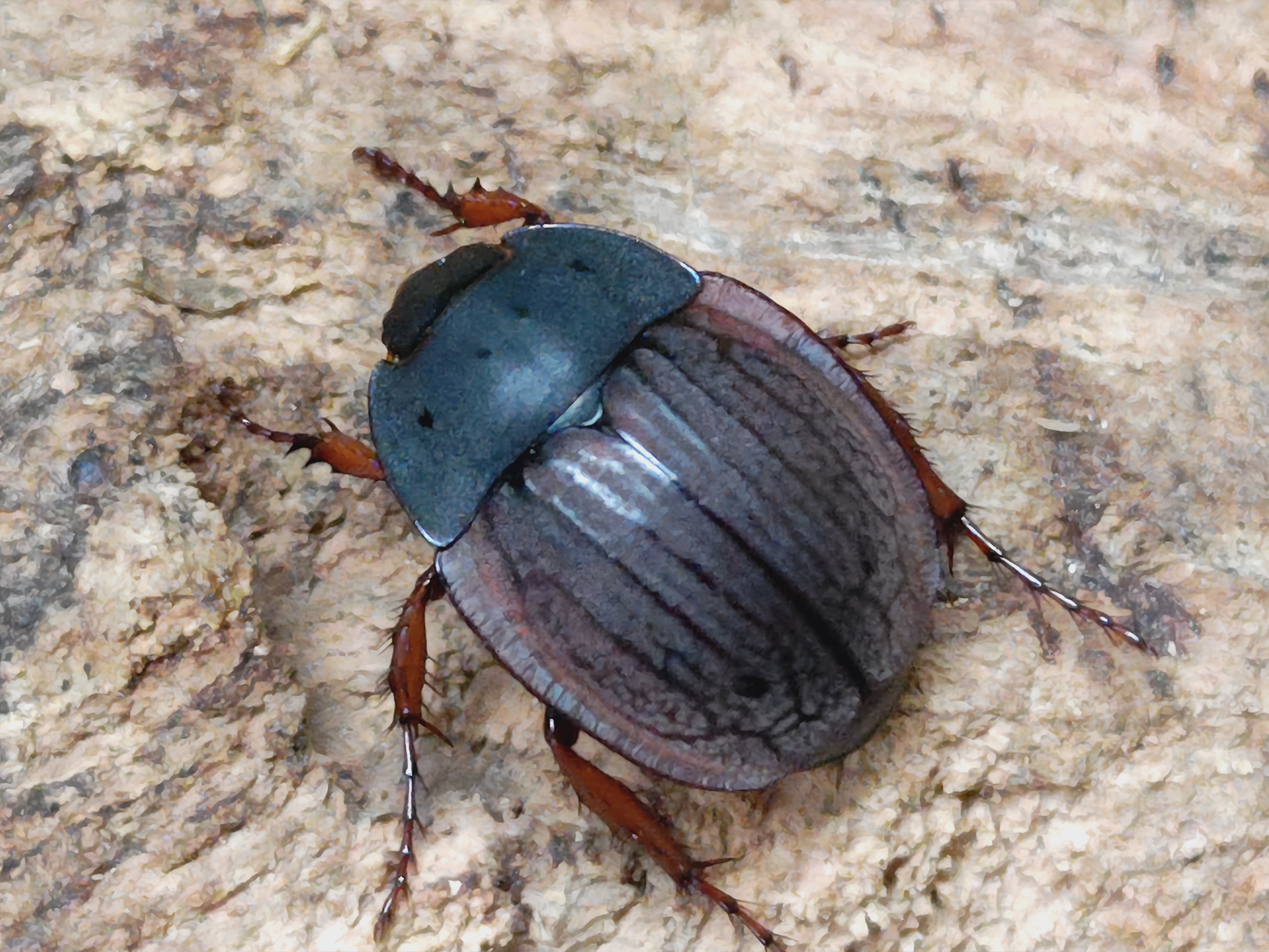 INSECT DISCOVERY 2025-2月出品生体!! – クワガタムシ・カブトムシ昆虫専門店COLORS