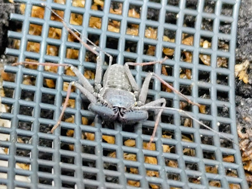 2026.3.26.新入荷!!