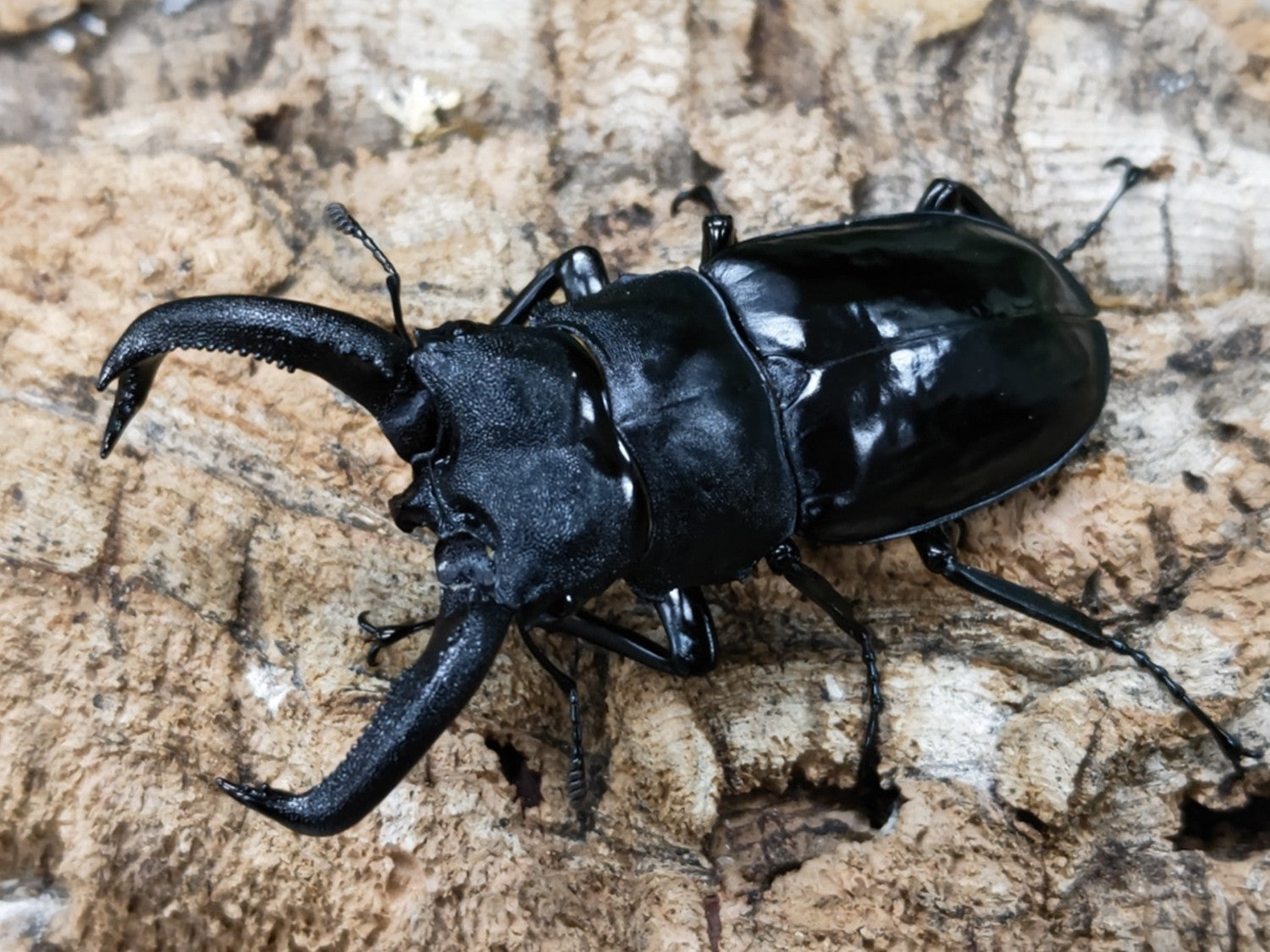 サヌチフタマタクワガタ – クワガタムシ・カブトムシ昆虫専門店COLORS