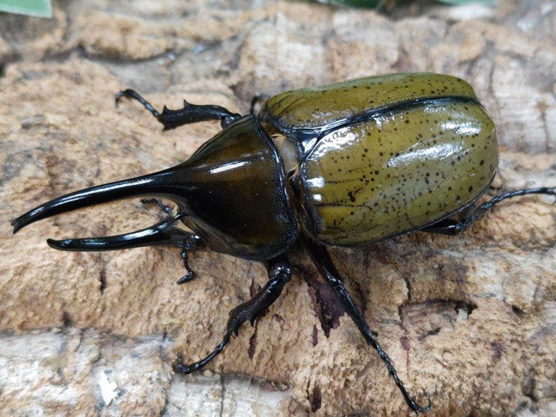 モロンオオカブト(ヒルスシロカブト・サンタマルタ山脈亜種) – クワガタムシ・カブトムシ昆虫専門店COLORS