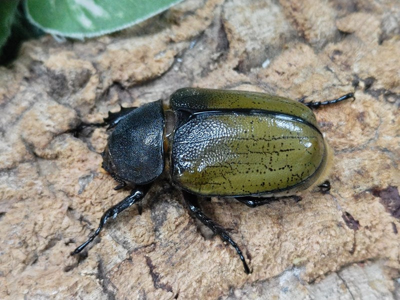 モロンオオカブト(ヒルスシロカブト・サンタマルタ山脈亜種) メキシコ ベラクルス州サンタマルタ産 ペア（累代CB ♂87mm 2024/1 –  クワガタムシ・カブトムシ昆虫専門店COLORS