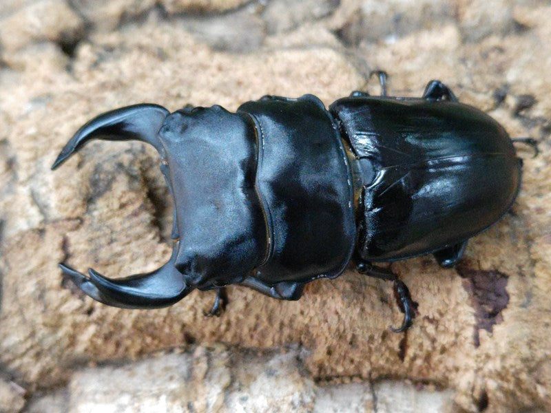 国産オオクワガタ(極太アンバランス血統) – クワガタムシ・カブトムシ昆虫専門店COLORS