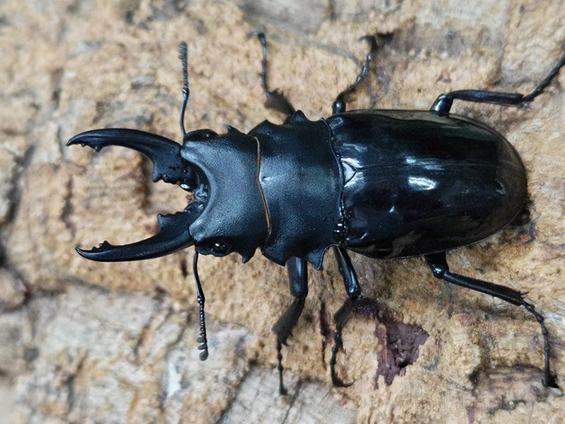 ベリコサツヤクワガタ インドネシア ジャワ島Mt.ハリムン産 ペア（累代WD ♂73mm ♀Freemm ）