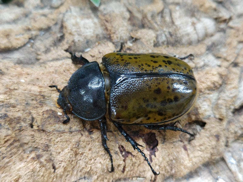 マヤシロカブト ホンジュラス 産 ペア（累代CBF1 ♂82mm 2024/3 ♀Freemm 2024/3） –  クワガタムシ・カブトムシ昆虫専門店COLORS