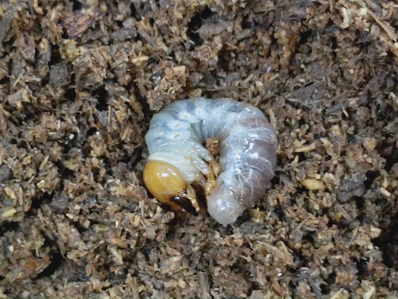 ネパレンシス(ネパールコクワ)幼虫 インド アルナーチャル・ブラデーシュ州西カメン産