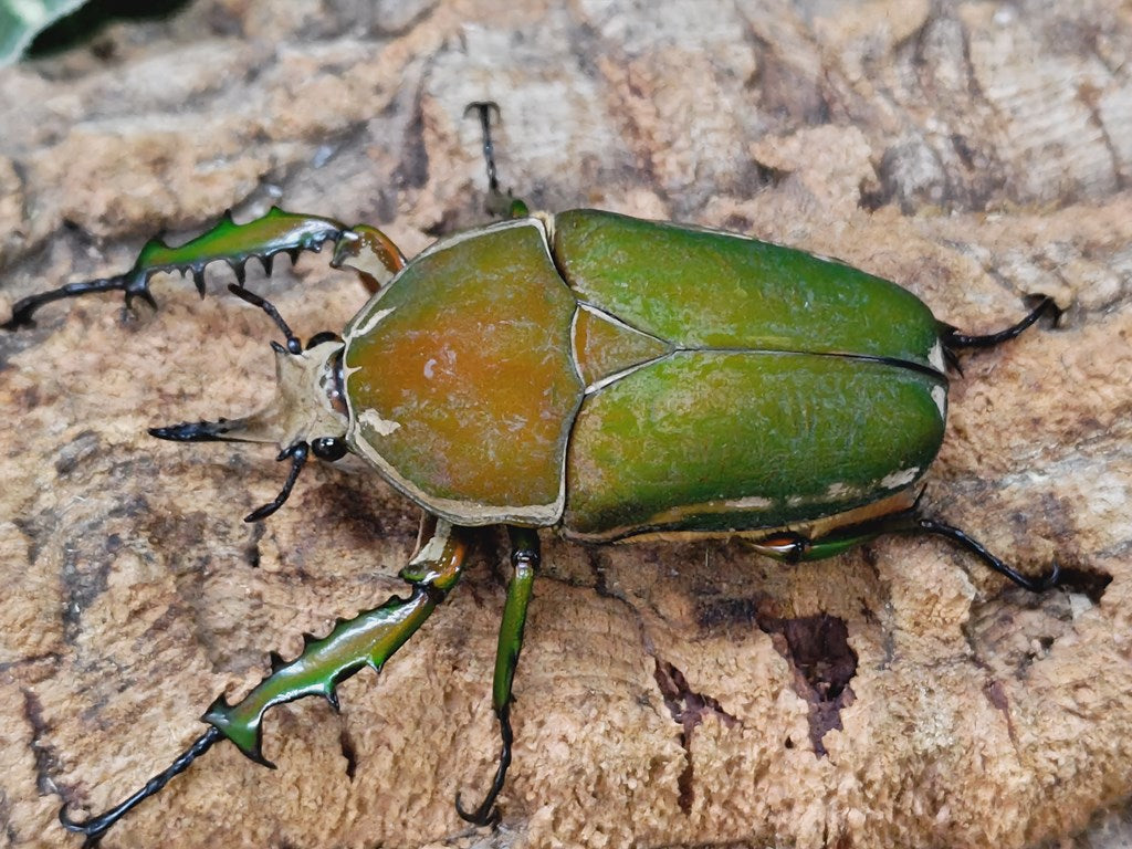 カブトハナムグリ 標本♂35ミリ♀成虫25ミリ saba WD 成虫 昆虫卸問屋アリスト 1円(外国産)｜売買されたオークション情報、yahooの商品情報をアーカイブ公開  - オークファン 成虫