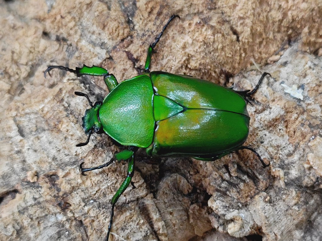 ミカンスオオツノカナブン カメルーン Mboulle産 ペア（累代WD ♂45mm ♀Freemm ） –  クワガタムシ・カブトムシ昆虫専門店COLORS