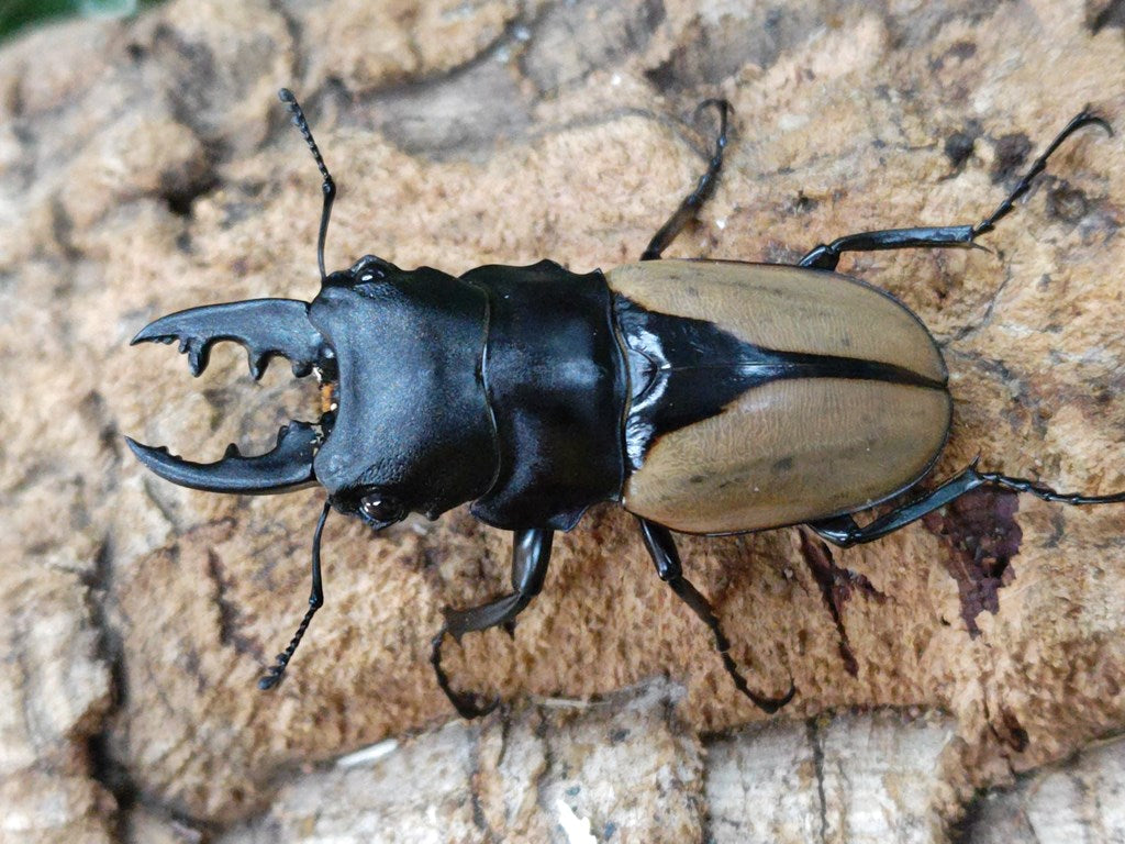 ブルマイスターツヤクワガタ – クワガタムシ・カブトムシ昆虫専門店COLORS