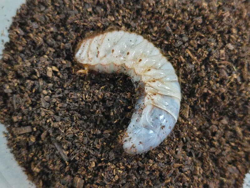 サビイロカブト幼虫 マレーシア キャメロンハイランド産