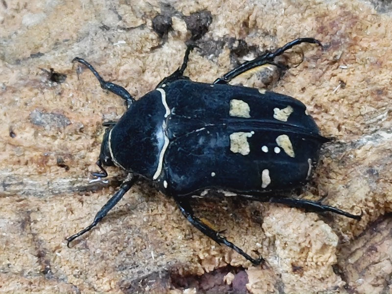 ノックスキモンハナムグリ フィリピン ミンダナオ島New Bataan産 ペア