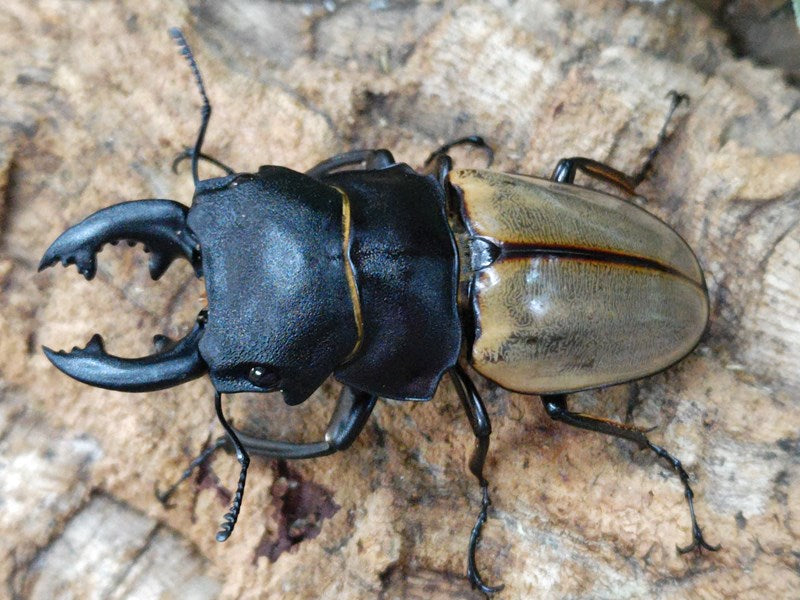 カステルナウディツヤクワガタ – クワガタムシ・カブトムシ昆虫専門店COLORS