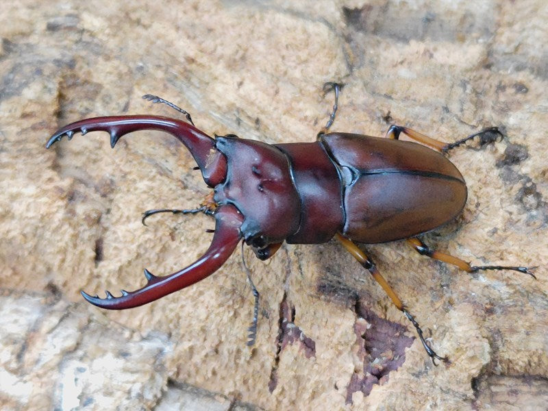 アスタコイデスノコギリクワガタ亜種pallidipennis – タグ 