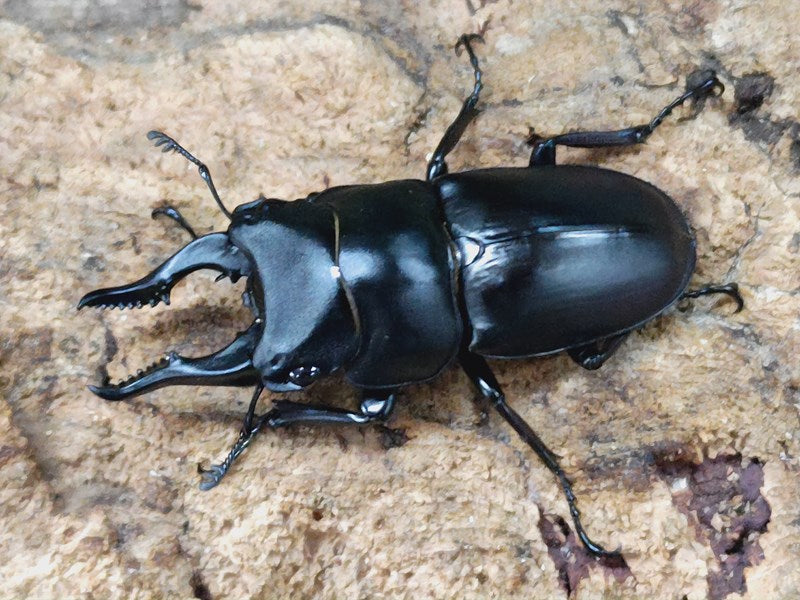 セリコルニスノコギリクワガタ – クワガタムシ・カブトムシ昆虫専門店COLORS