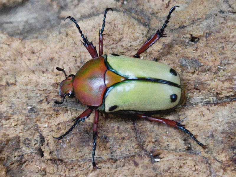 ヘレロエンシスサスマタカナブン ナミビア 産 ペア（累代CB ♂Freemm