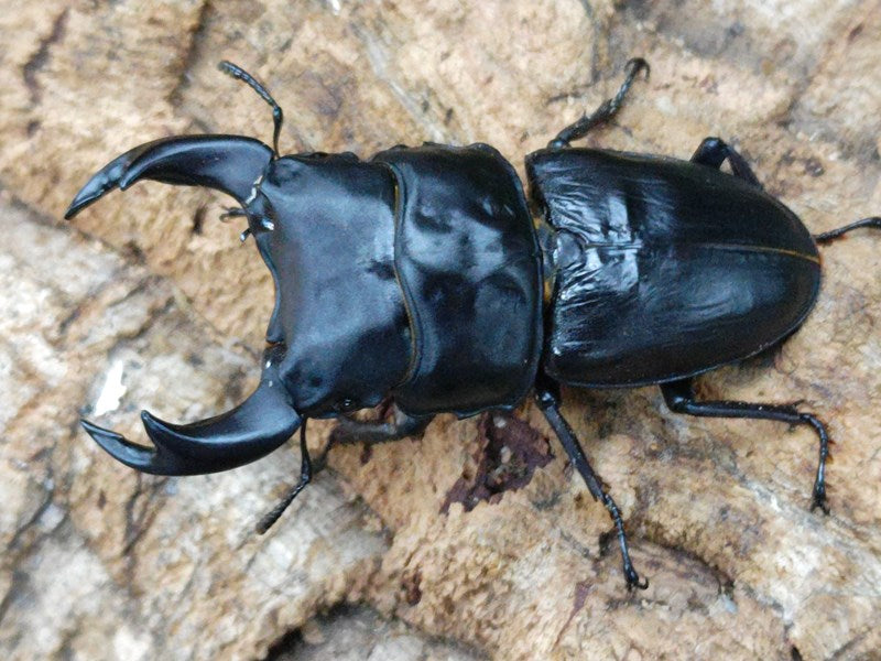 新入荷商品 – ページ 20 – クワガタムシ・カブトムシ昆虫専門店