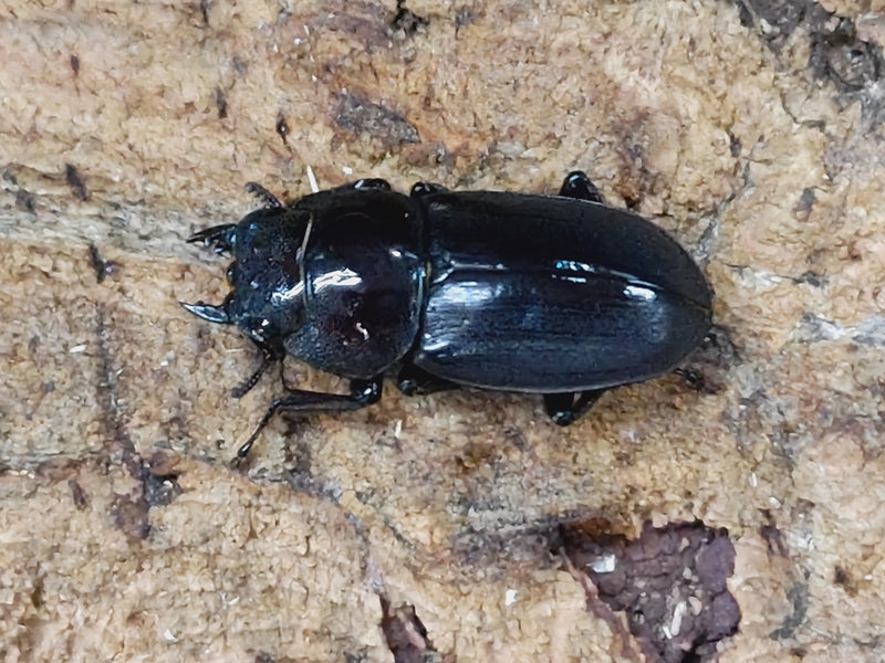 トカラコクワガタ 鹿児島県 トカラ列島中之島産 ペア（累代CB
