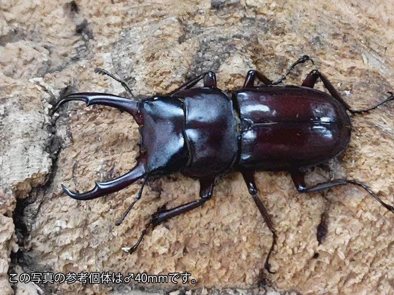 エチオピア産モンビロードツノカナブン40mm