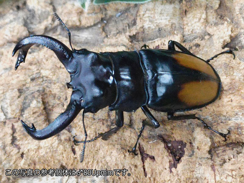 パリーフタマタクワガタ(マレー・スマトラ亜種) – クワガタムシ・カブトムシ昆虫専門店COLORS