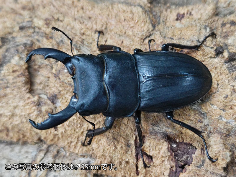 スジブトヒラタクワガタ 奄美大島 笠利町産 ペア（累代WD ♂54mm ♀Freemm ）