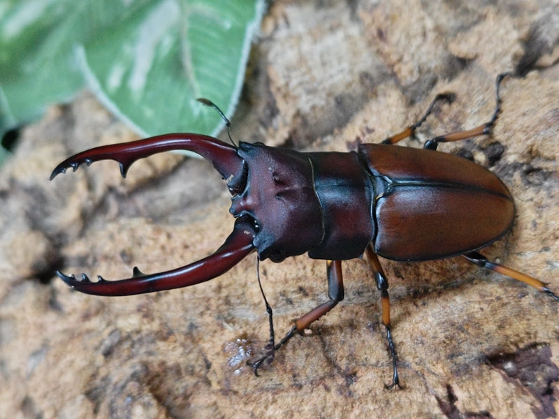 アスタコイデスノコギリクワガタ亜種pallidipennis – タグ 