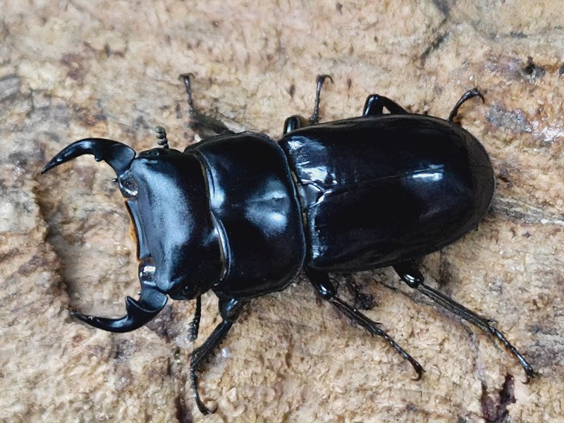 中国便 Dorcus yaksha 1♂2♀トリオ 1【J-KUWA】 - 虫類